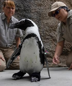 Zoo Penguin Gets Orthopaedic Shoes For Degenerative Foot Condition