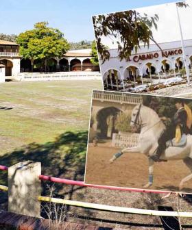 Remember El Caballo Blanco? You Can Now Own It