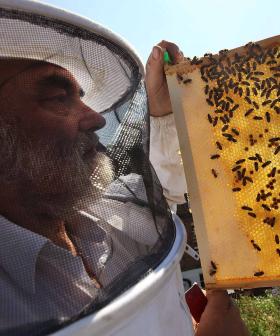 The Royal Beekeeper Has Informed The Hives That The Queen Has Died