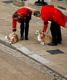 Queen Elizabeth's Corgis & Pony Welcome Her Home To Windsor Castle