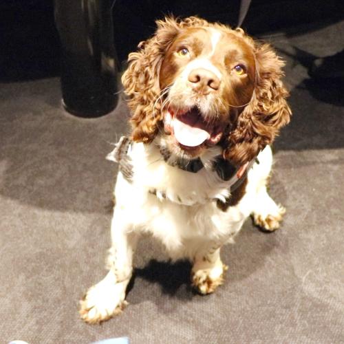 DOG IN THE STUDIO!