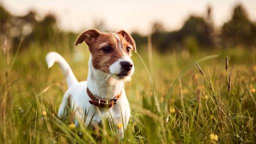 Dictionary.com Adds 620 New Words To List, Including ‘Pawternity Leave’
