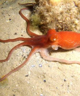 Australian Octopus Venom May Treat Melanoma