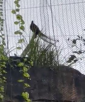 Listen To This Lyrebird Absolutely NAIL The Evacuation Siren At Taronga Zoo