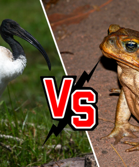 Bin Chickens Spotted Using Clever Method To Safely Eat Cane Toads