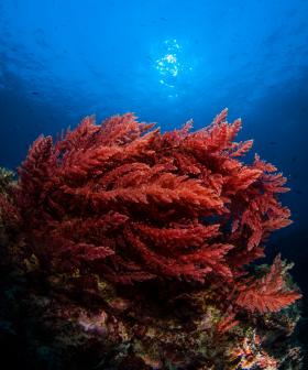 Scientists Unlock Genome Code For Aussie Flatulence-Busting Seaweed