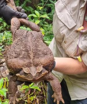 Mega Cane Toad 'Toadzilla' Found In Aussie National Park