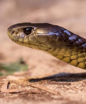 Tiger Snakes Have Evolved At Break-Neck Speed At WA's Carnac Island