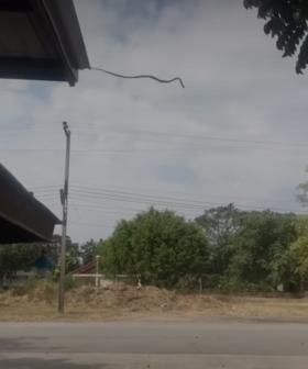 Snake Jumping Off Roof is The Most Terrifyingly Australian Thing Ever