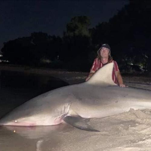 Young Perth Bloke Catches Huge Bull Shark In Swan River
