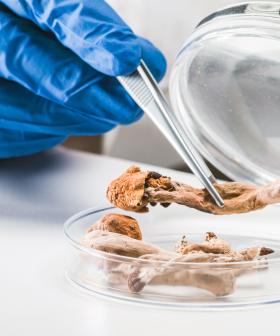 Australian Medical Regulator Relaxes Rules Over Two Mind-Altering Drugs
