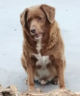 This Pooch Has Set An Incredible Record For Being The Oldest Ever!