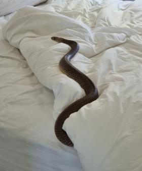 Aussie Woman Finds Highly Venomous Eastern Brown Snake in Her Bed