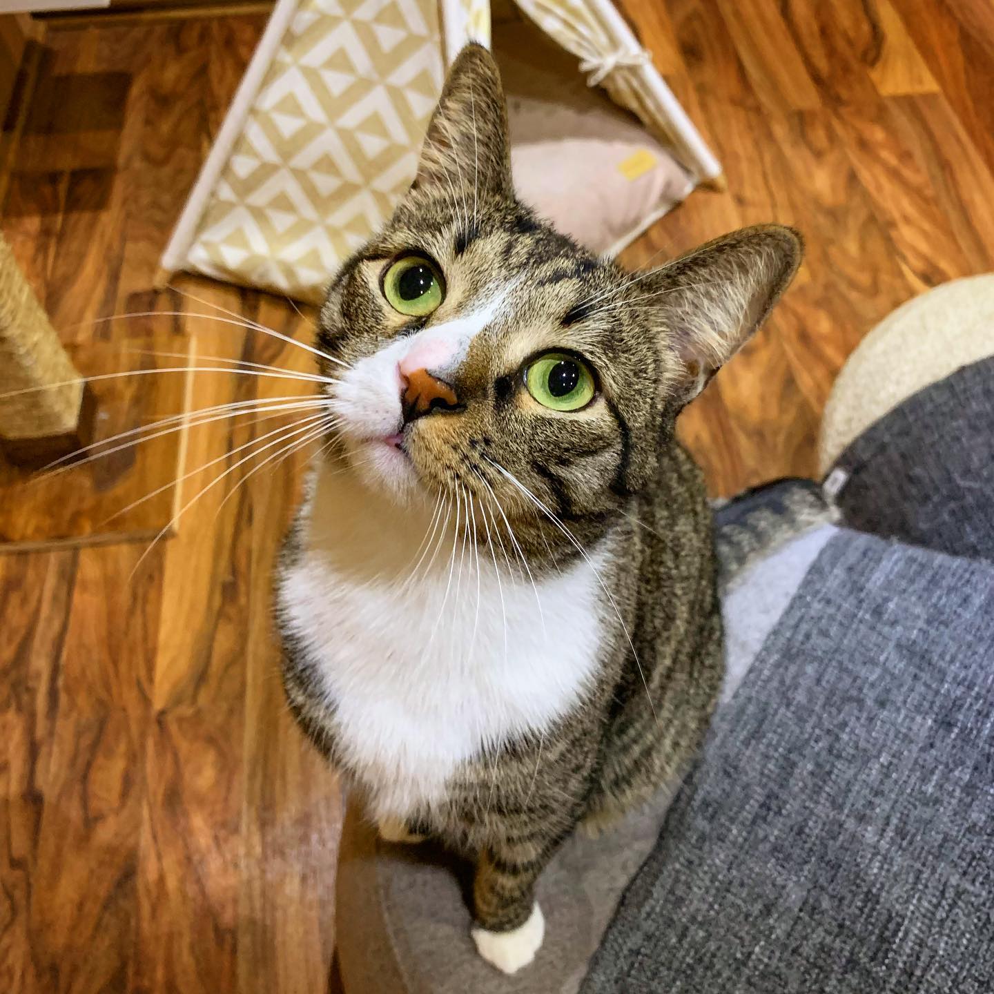 'Absolutely Heartbroken' Subiaco's Cat Cafe To Close After 8 Years