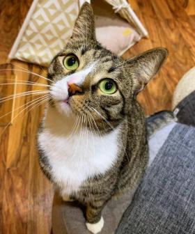 'Absolutely Heartbroken': Subiaco's Cat Cafe To Close After 8 Years