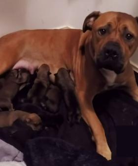 Perth Staffy Breaks Hearts (& The Aussie Record) With Massive Litter Of Puppies