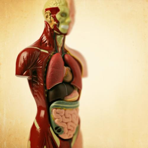 Body Donated To Science Ended Up In The Hands Of The Army & What They Did Was Sick