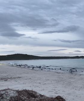 Fifty-One Stranded Whales Found Dead On Remote WA Beach