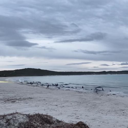 Fifty-One Stranded Whales Found Dead On Remote WA Beach