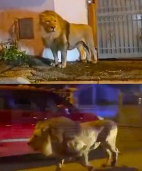 Escaped Lion Seen Roaming The Streets Of Small Town In Italy