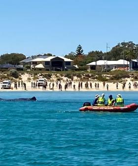 Stranded Sperm Whale Off Coast Of Rockingham Dies
