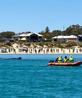 Stranded Sperm Whale Off Coast Of Rockingham Dies