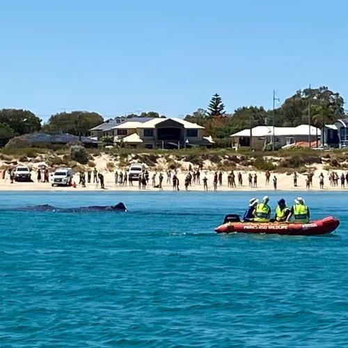Stranded Sperm Whale Off Coast Of Rockingham Dies