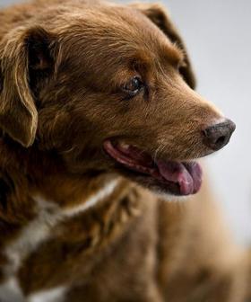 Controversy Over Bobi, The 'Oldest Dog In The World' Ever