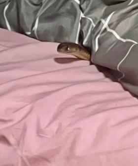 Aussie Woman Bitten By Deadly Snake While Asleep In Bed