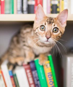 US Public Library Allows People To Pay Late Fees With Cat Pics