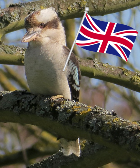 A Kookaburra Has Been Spotted Living In The English Countryside