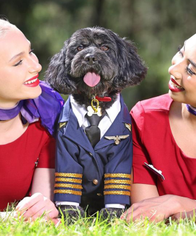 Virgin Australia Announces Plans To Welcome Pets On Flights