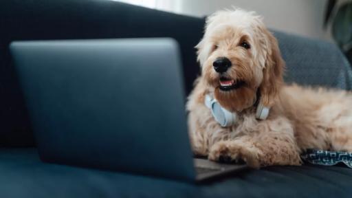 How iHeart’s Pet Radio Will Keep Your Pet Company When You’re Not Home