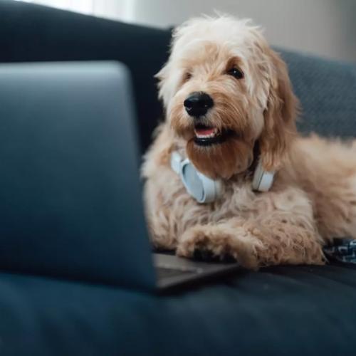 How iHeart’s Pet Radio Will Keep Your Pet Company When You’re Not Home