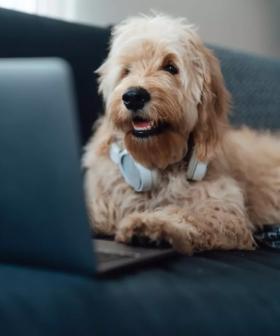 How iHeart’s Pet Radio Will Keep Your Pet Company When You’re Not Home