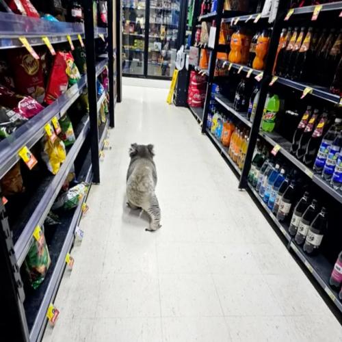 Koala Spotted Ducking Into IGA To Do A Quick Grocery Shop