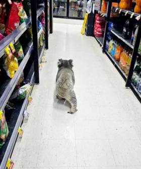 Koala Spotted Ducking Into IGA To Do A Quick Grocery Shop