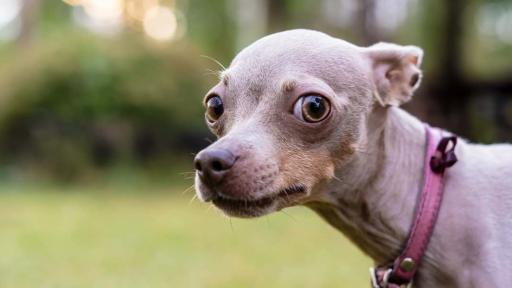 The Internet Shares the Strangest Dog Nicknames