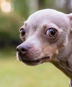 The Internet Shares the Strangest Dog Nicknames